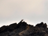 Ibex on a mountain