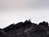 Ibex on a mountain