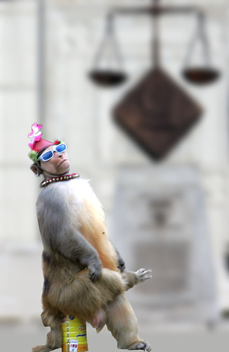 Monkey Supreme Court